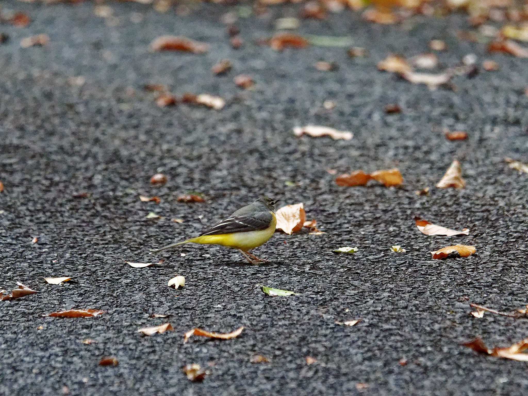 横浜市立金沢自然公園 キセキレイの写真 by しおまつ