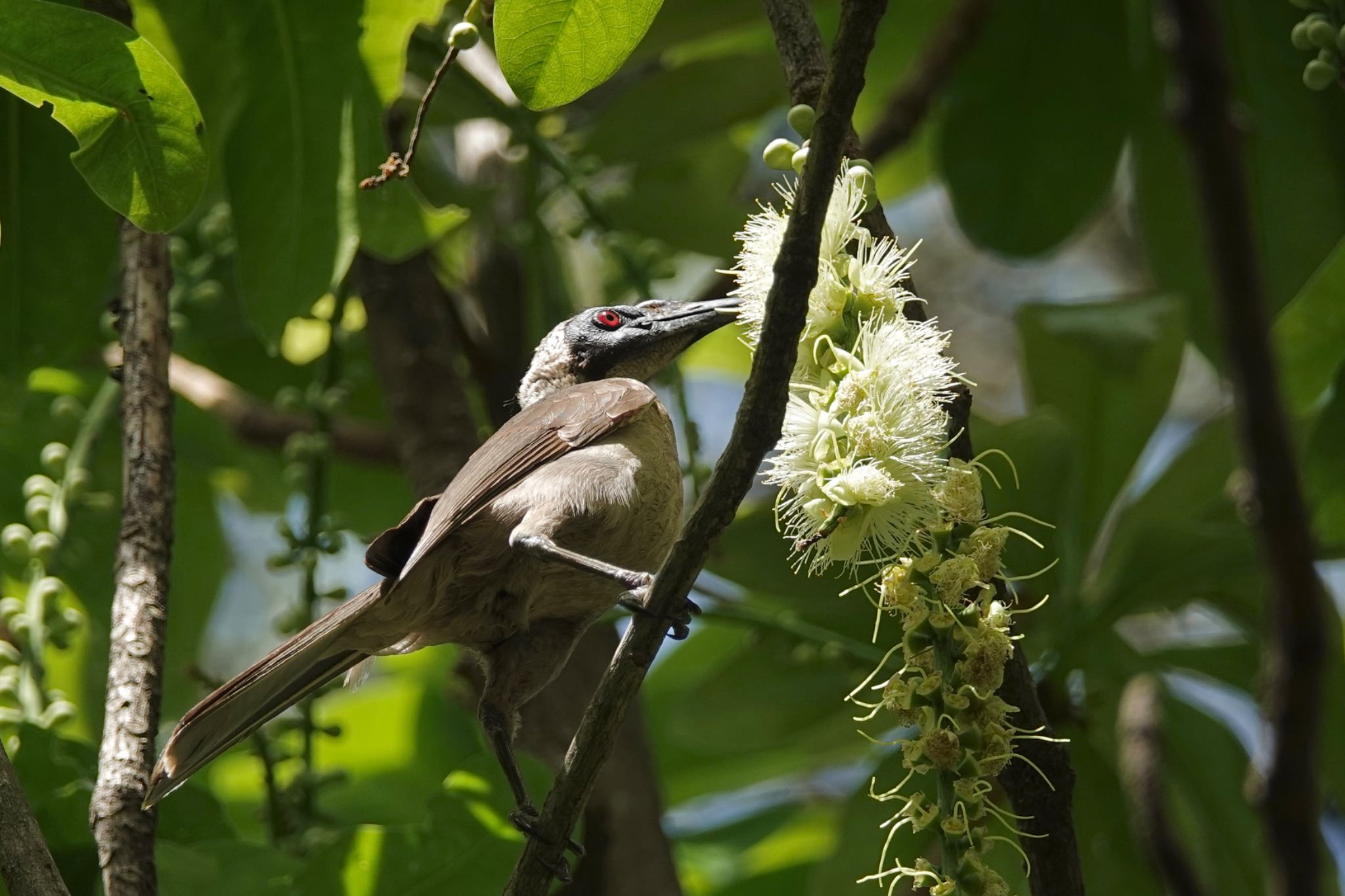 Hornbill Friarbird