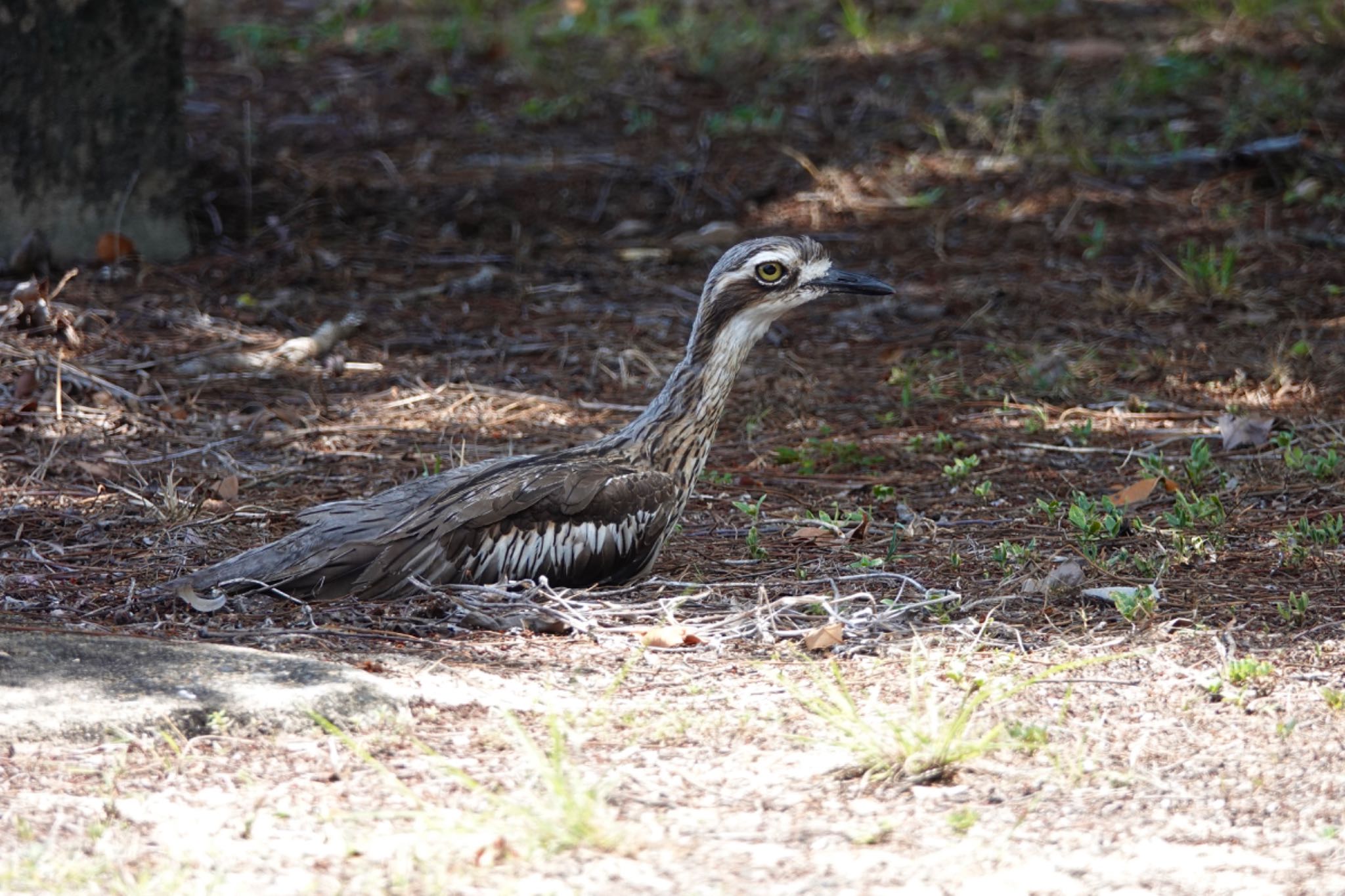 Bush Stone-curlew