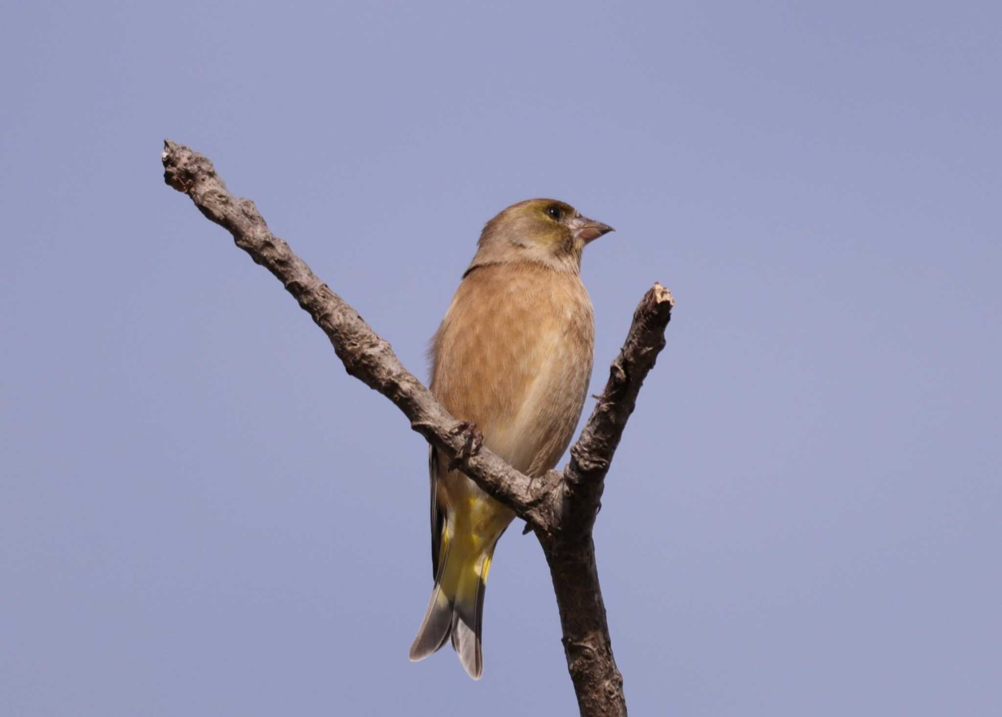 Photo of Grey-capped Greenfinch at 入間川(笹井堰周辺) by ひろ