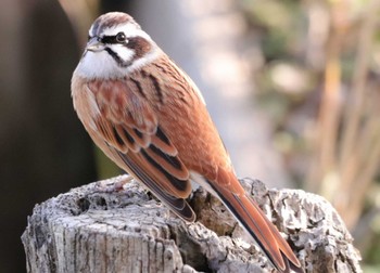 2022年12月2日(金) 伊佐沼の野鳥観察記録