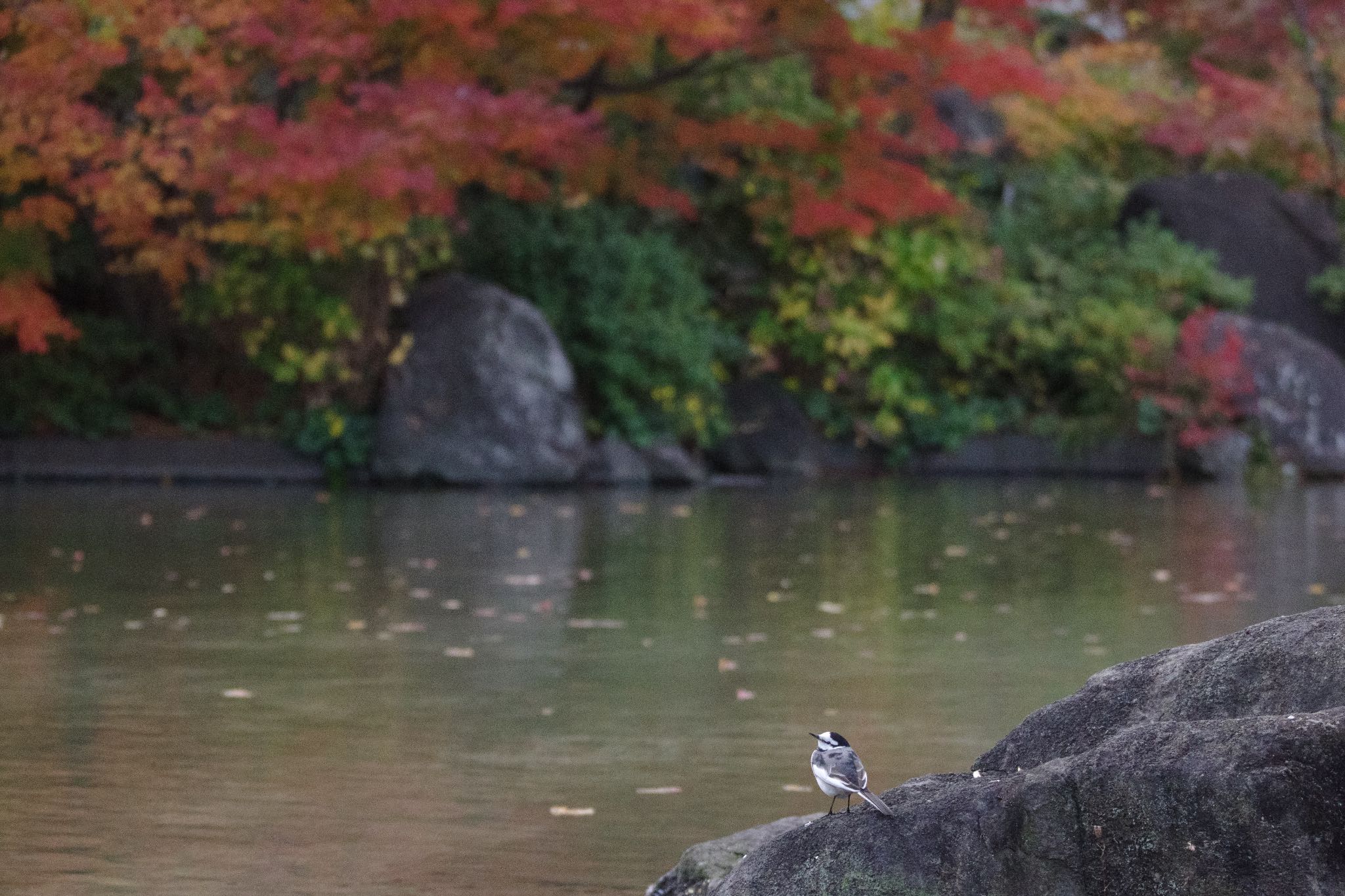 終わりゆく紅葉と、ハクセキレイ。 by Marco Birds