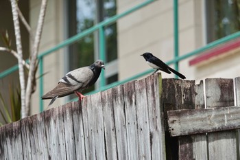 Willie Wagtail ケアンズ Sat, 10/8/2022