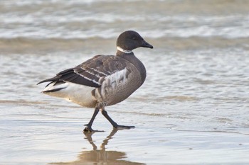 Brant Goose Unknown Spots Thu, 12/1/2022