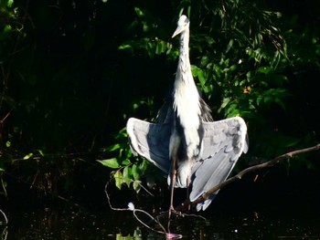 Grey Heron 大沼親水公園 Sun, 7/17/2022