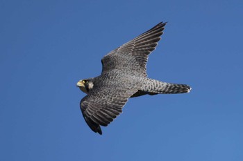 Peregrine Falcon 多摩川 Thu, 11/24/2022