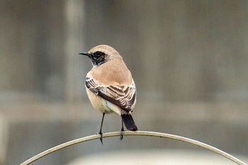 Desert Wheatear 湘南 Sat, 11/26/2022