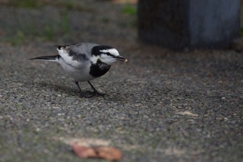 ハクセキレイ 檜町公園(東京ミッドタウン) 2022年12月2日(金)