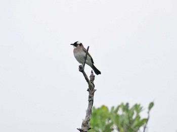 Light-vented Bulbul Manko Waterbird & Wetland Center  Fri, 12/2/2022