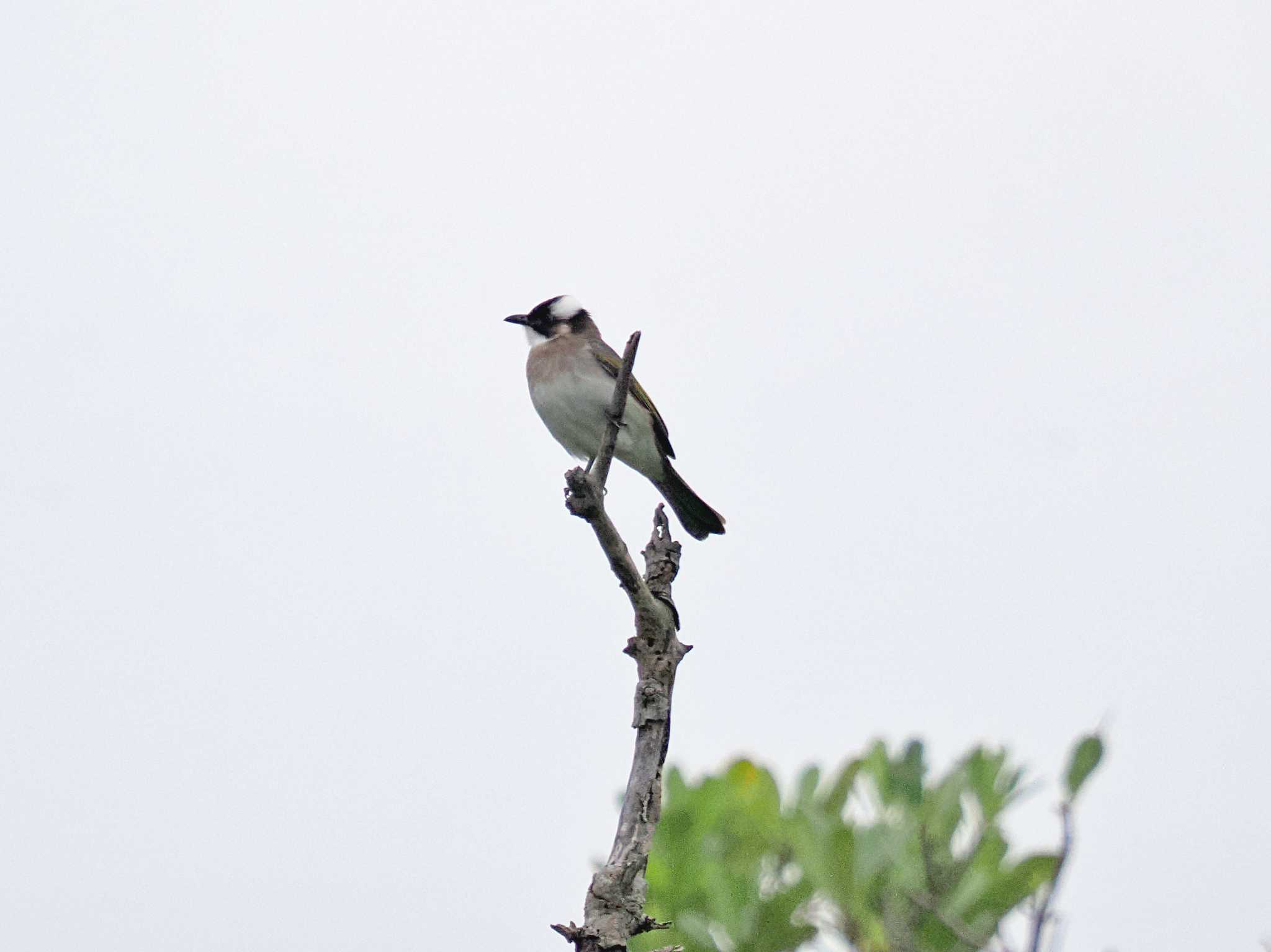 Photo of Light-vented Bulbul at Manko Waterbird & Wetland Center  by 藤原奏冥