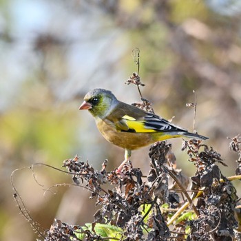 Grey-capped Greenfinch 城沼 Fri, 12/2/2022