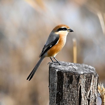 Bull-headed Shrike 城沼 Fri, 12/2/2022