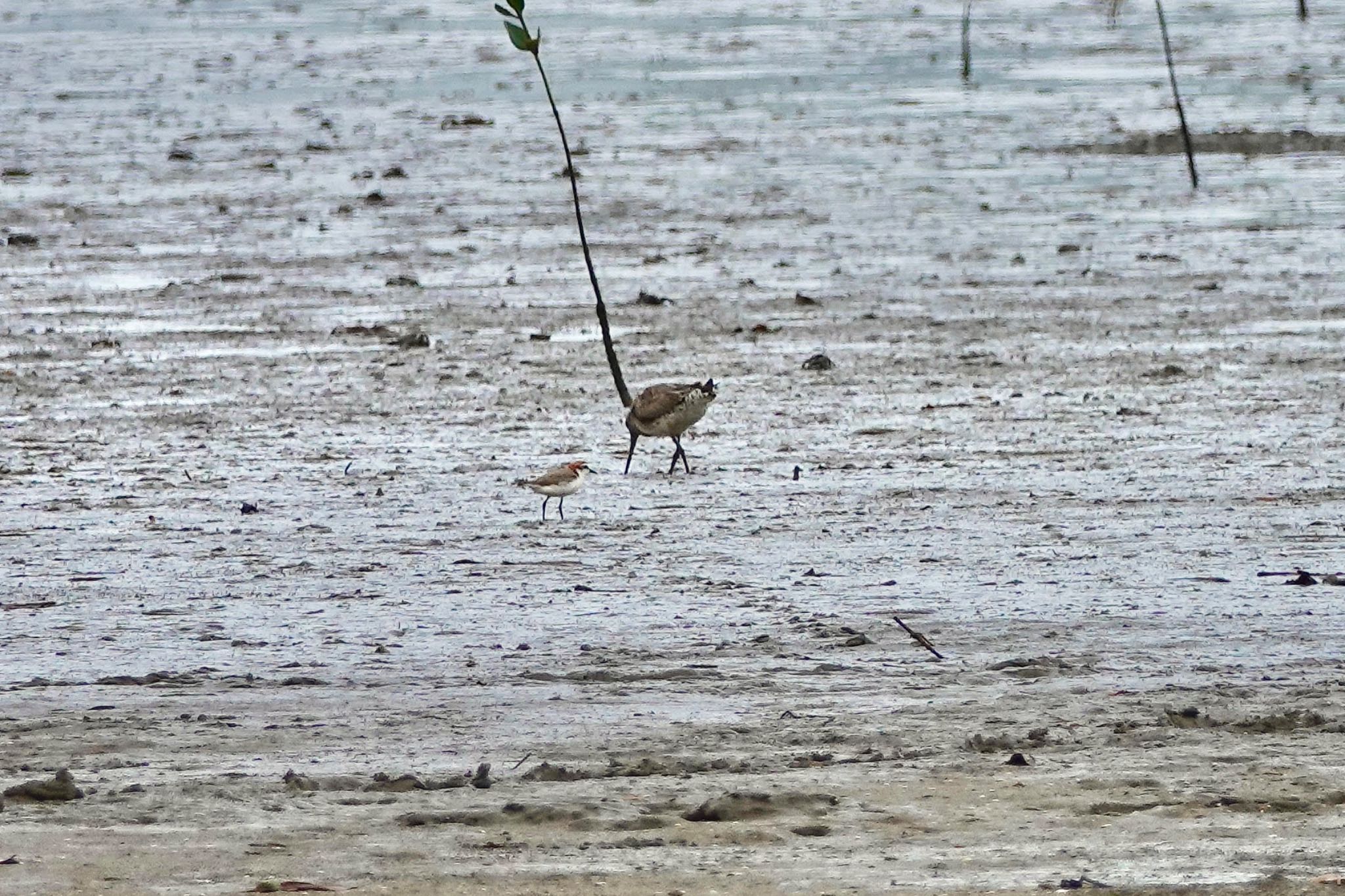 Red-capped Plover