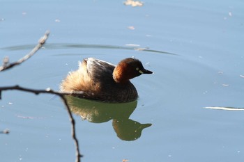 カイツブリ 井の頭公園 2014年12月23日(火)