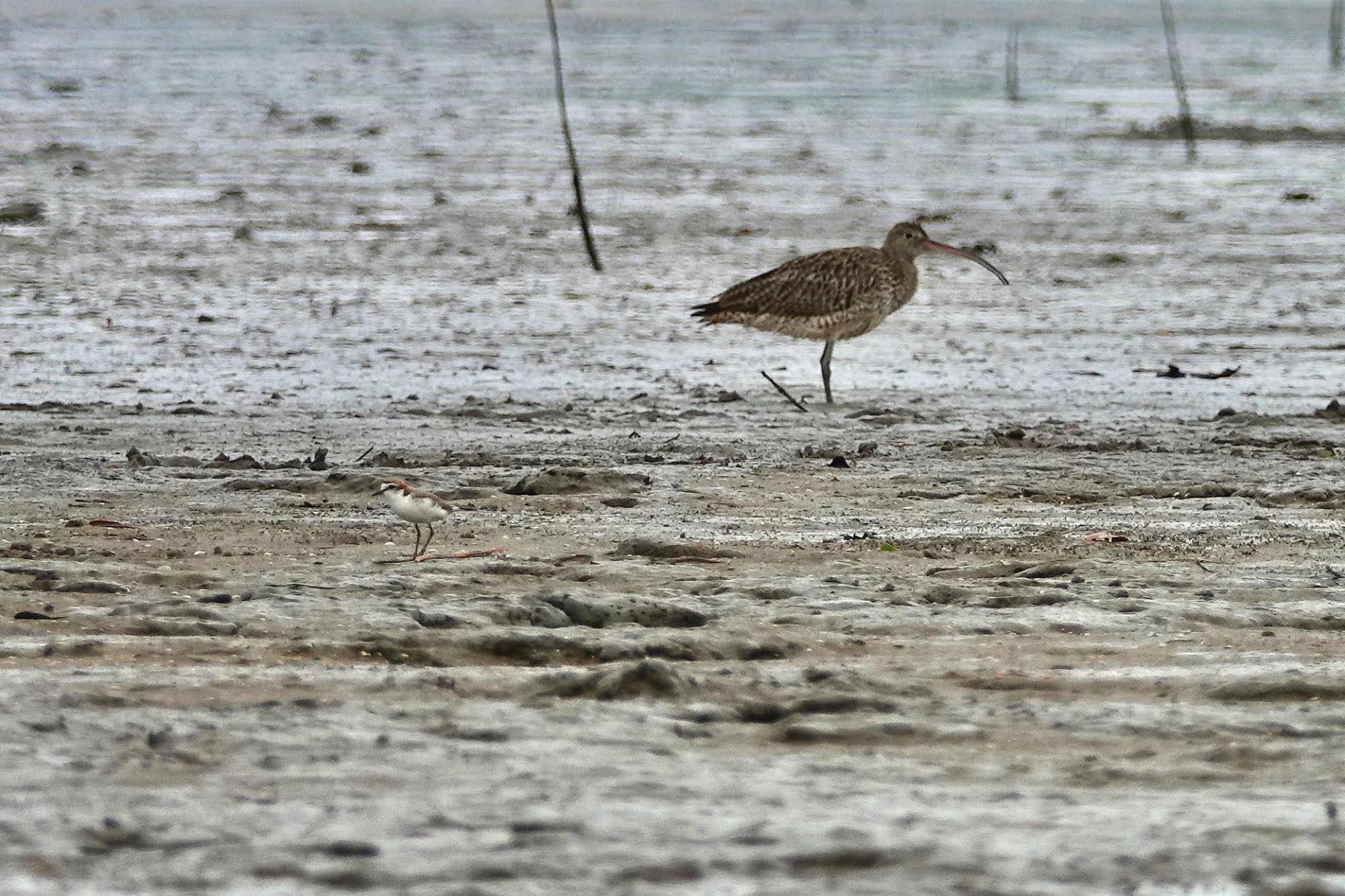 Red-capped Plover