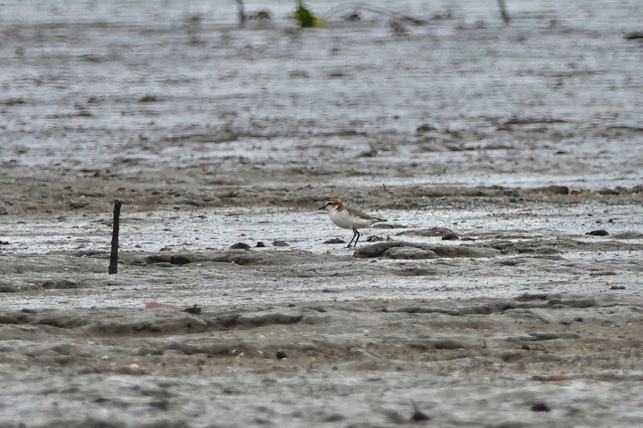 Red-capped Plover