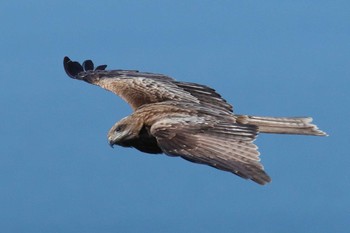 Black Kite Unknown Spots Sun, 4/2/2017