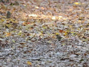 2022年11月27日(日) 大阪城公園の野鳥観察記録