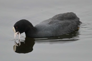 Eurasian Coot Unknown Spots Sat, 3/3/2018