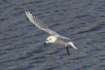 Saunders's Gull Unknown Spots Sun, 12/17/2017