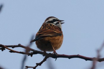 Unknown Species 平塚市金目川河内川 Fri, 12/2/2022