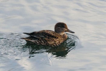 Unknown Species 平塚市金目川河内川 Fri, 12/2/2022