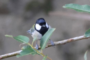 Unknown Species 平塚市金目川河内川 Fri, 12/2/2022