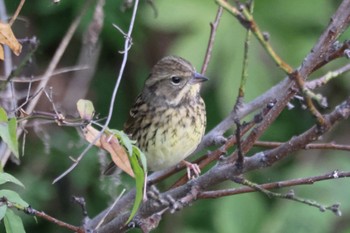 Unknown Species 平塚市金目川河内川 Fri, 12/2/2022