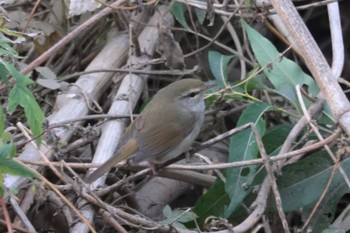 Unknown Species 平塚市金目川河内川 Fri, 12/2/2022