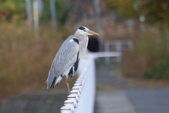 Fri, 12/2/2022 Birding report at 平塚市金目川河内川