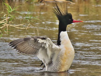 Scaly-sided Merganser Unknown Spots Sun, 11/20/2016