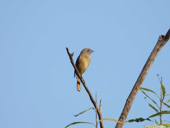 Daurian Redstart びん沼自然公園 埼玉県富士見市 Sat, 10/29/2022