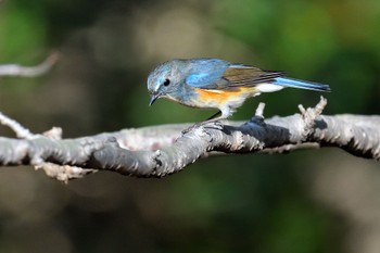 Red-flanked Bluetail 香川県 Sun, 11/27/2022