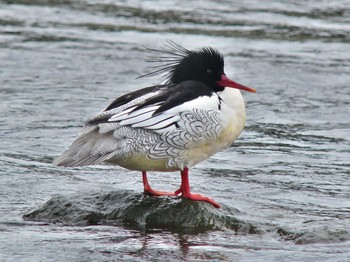 Scaly-sided Merganser Unknown Spots Sun, 11/20/2016