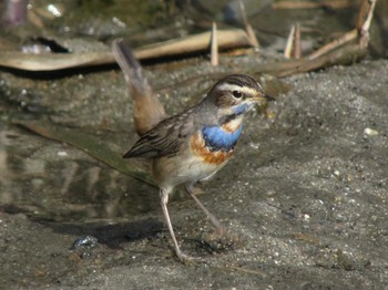 Bluethroat Unknown Spots Sun, 12/4/2016