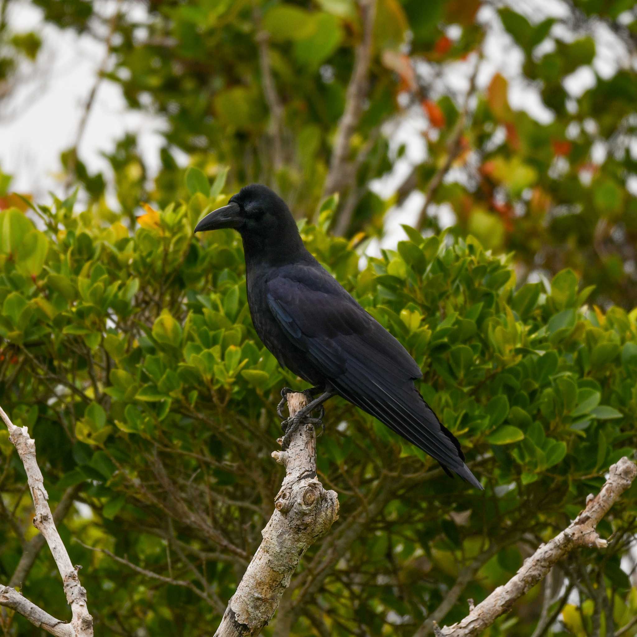 Photo of Large-billed crow(connectens) at 奄美パーク by Yokai