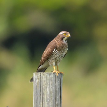 Grey-faced Buzzard 奄美大島ホノホシ海岸 Mon, 3/21/2022