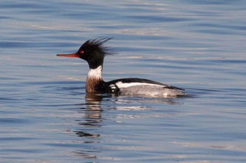 Red-breasted Merganser Kasai Rinkai Park Fri, 3/2/2018