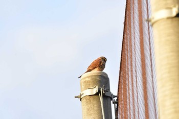 2022年12月3日(土) 長浜公園の野鳥観察記録