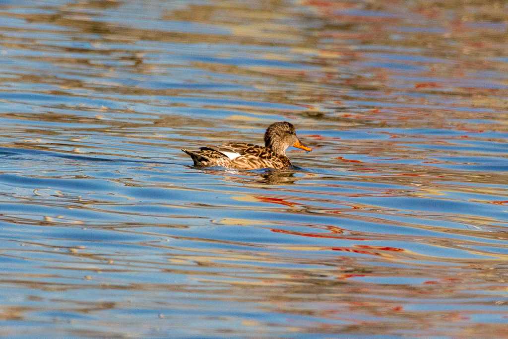 Gadwall