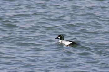 2012年3月11日(日) 安濃川河口の野鳥観察記録