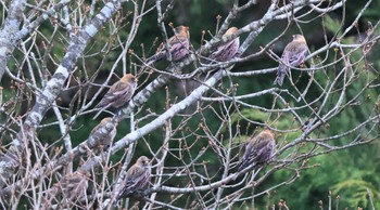 Asian Rosy Finch 紀伊山地 Sat, 11/26/2022