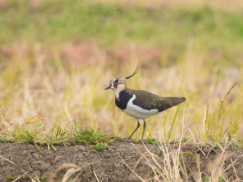 Sat, 12/3/2022 Birding report at 大久保農耕地