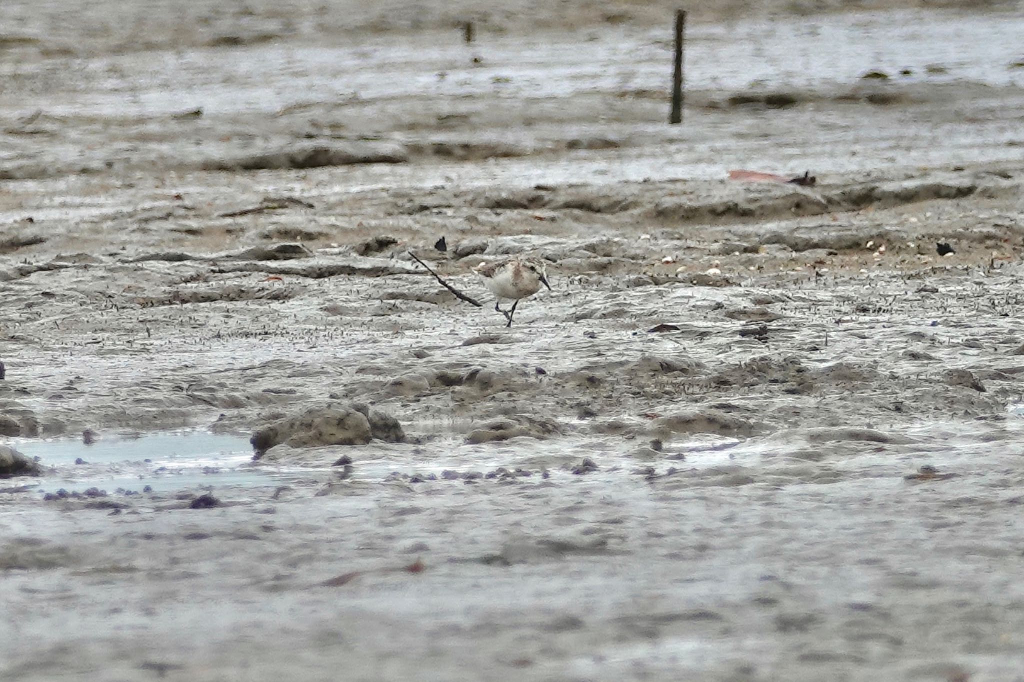 Red-necked Stint