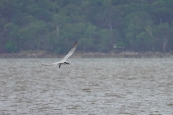 Gull-billed Tern ケアンズ Sat, 10/8/2022