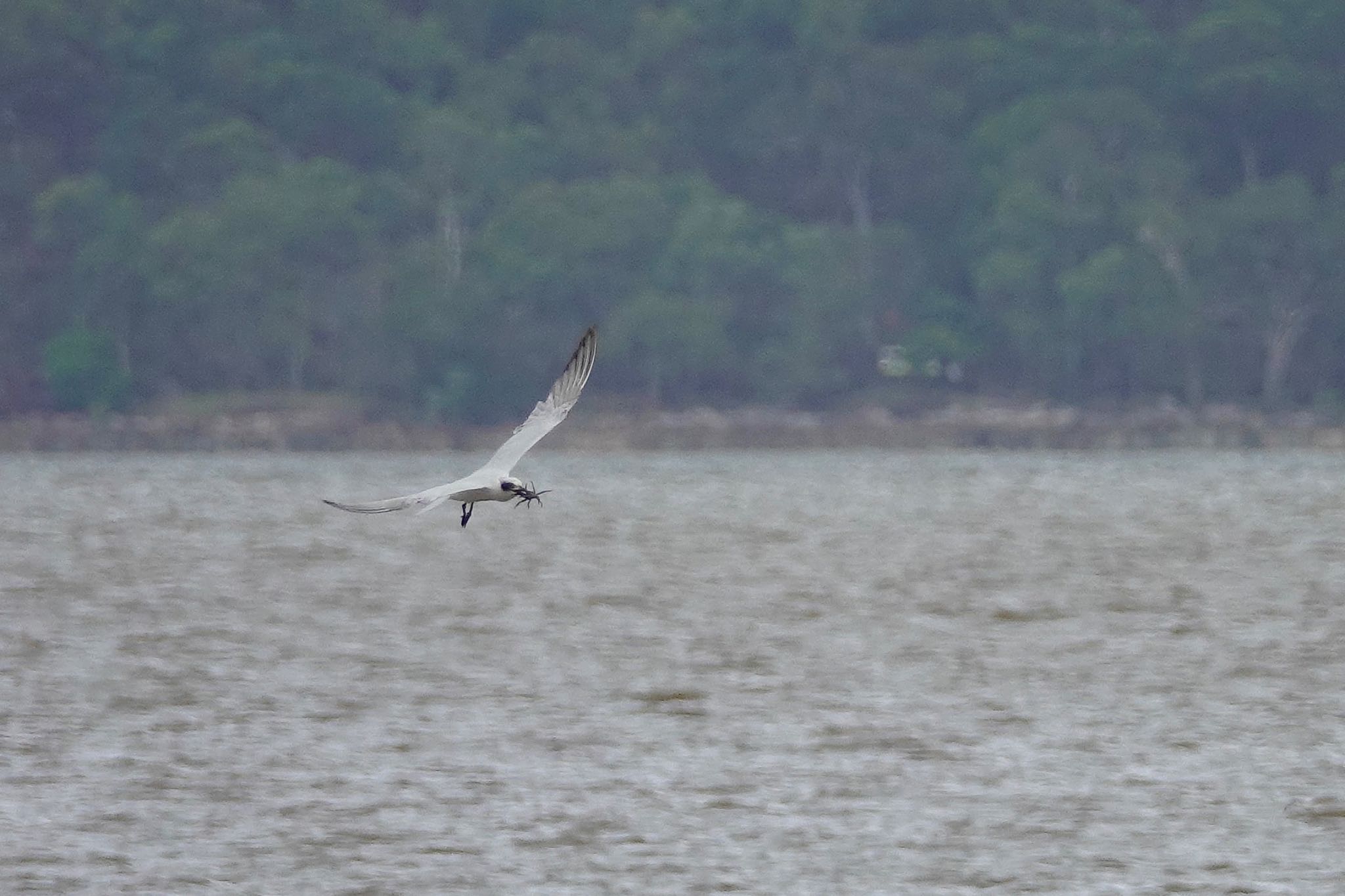 Gull-billed Tern