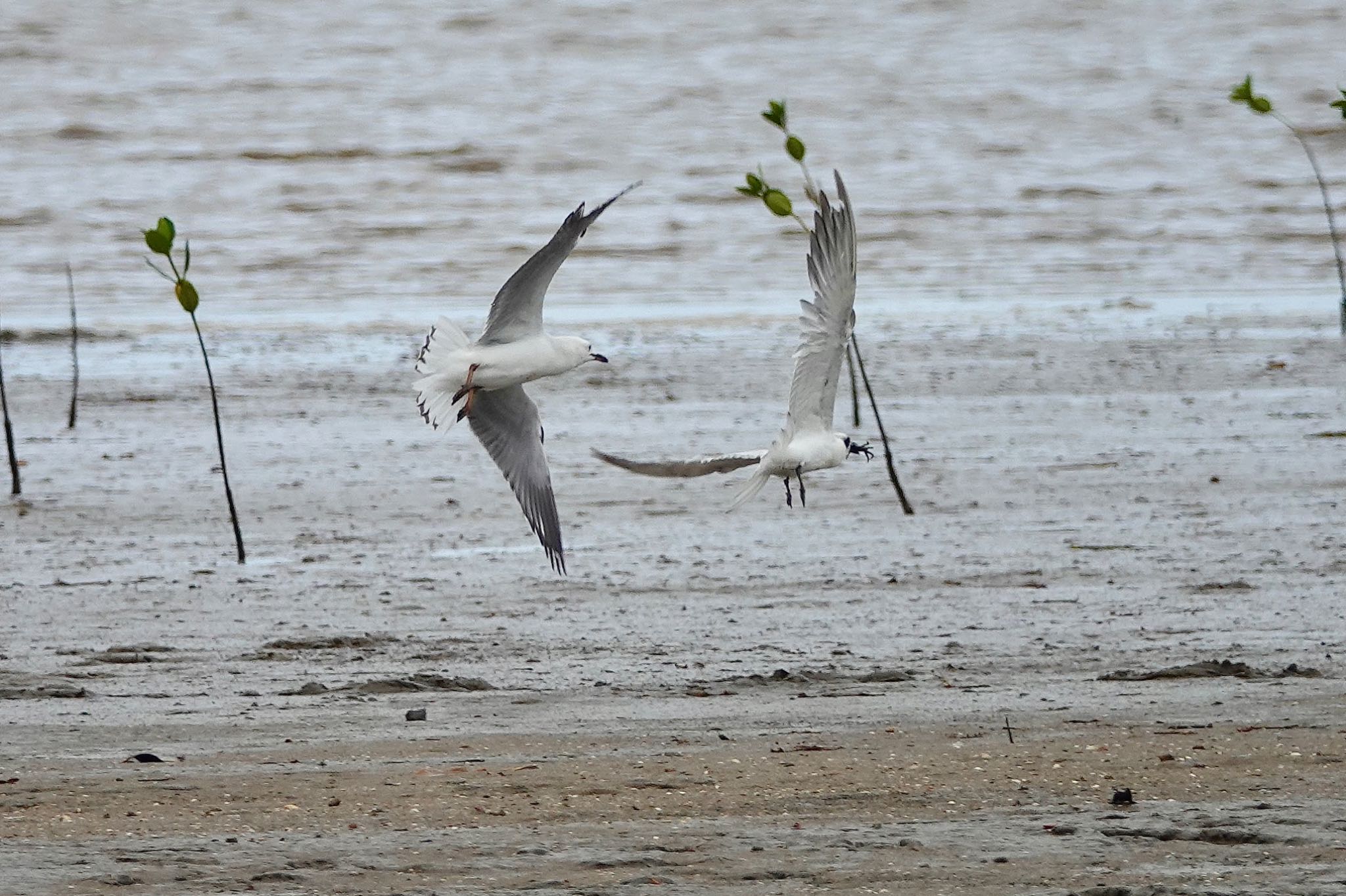 Gull-billed Tern