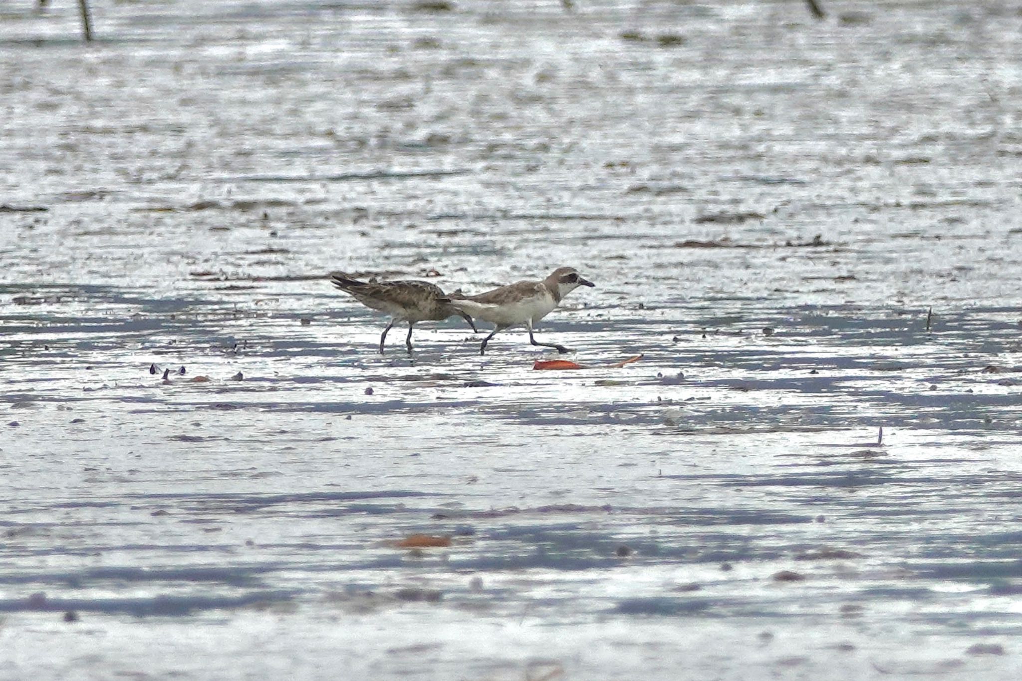 Siberian Sand Plover