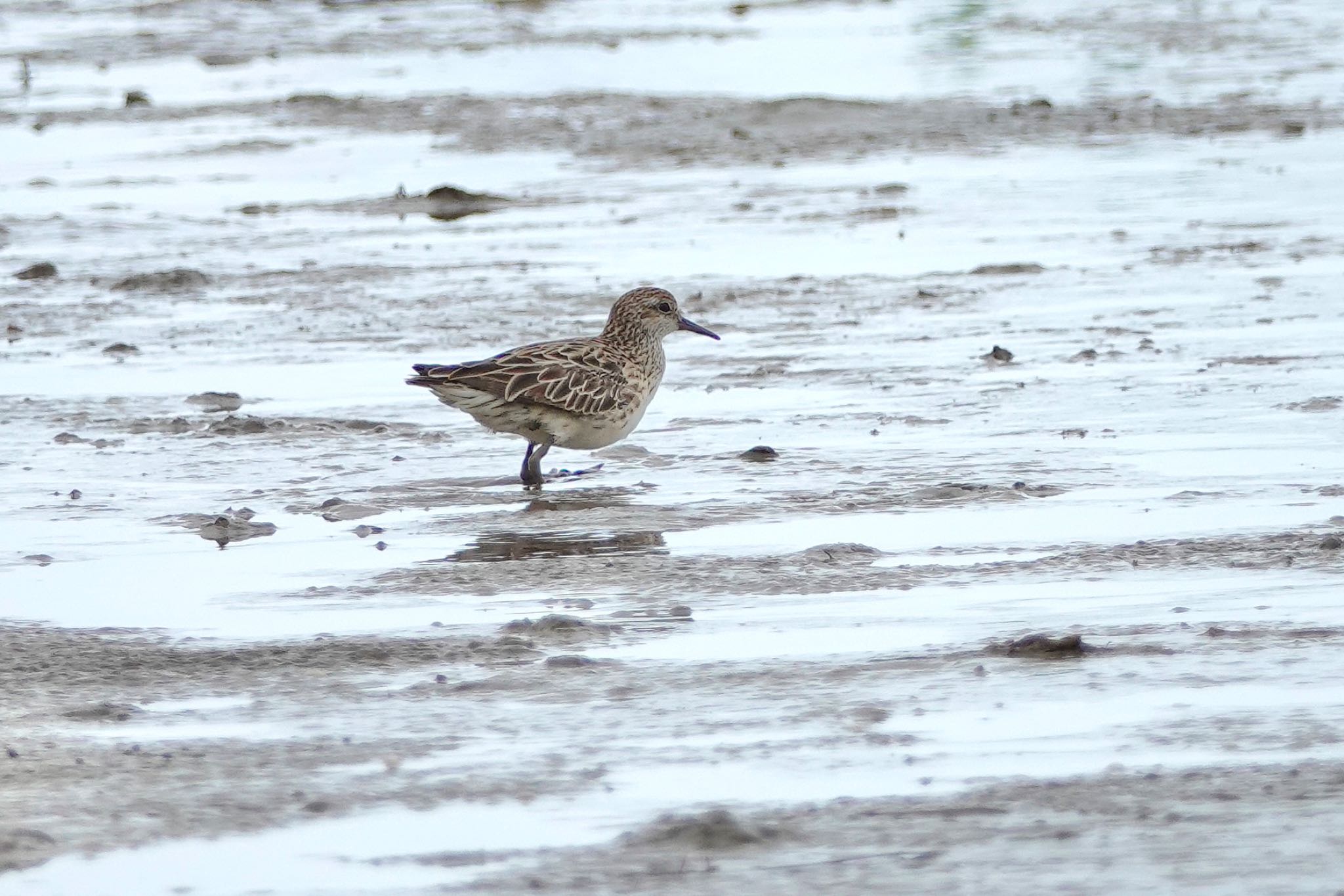 Sharp-tailed Sandpiper