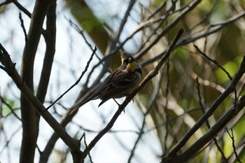 2022年12月3日(土) 松江市の野鳥観察記録